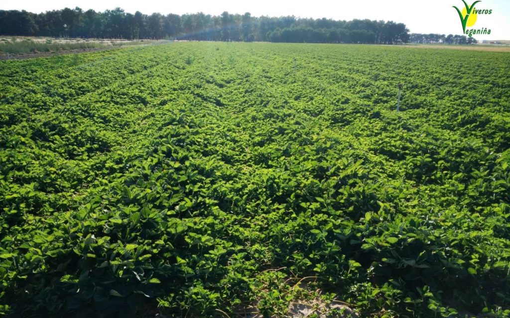 Campo de fresas (Foto cedida por Agrícola Veganiña)
