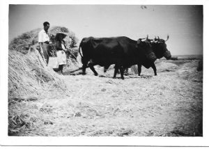 B_oficios_1958-agosto-trillando V