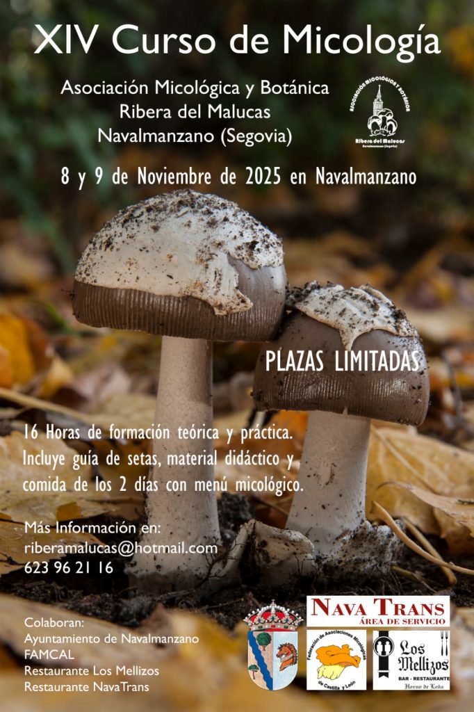 XIV Curso de Micología